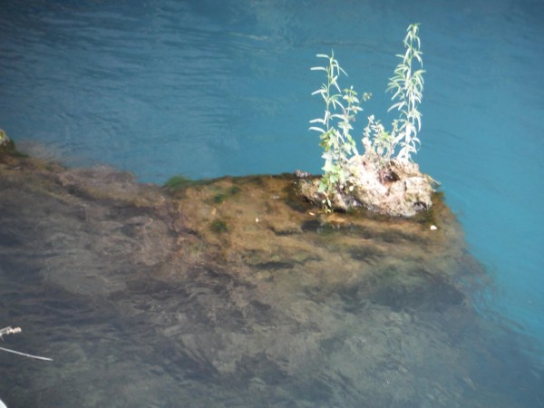 A flower in Duden waterfall